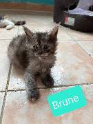 BRUNE