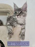 BELLA